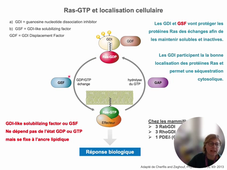 Famille des protéines Ras