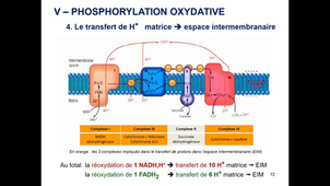 Mitochondrie 2025 Cours 3