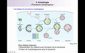 TCM_4_Mort cellulaire (3).mkv