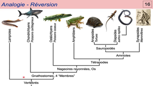 Module 20 - Systematique 1c - Analogie Convergence et Reversion.mp4