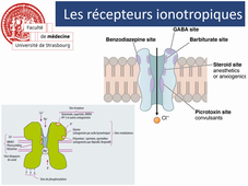 La cellule (2)