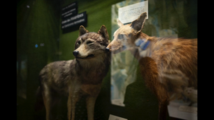 Un été au Musée zoologique