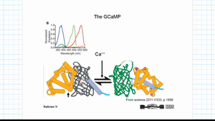 ESBS_FLUO2_ENG