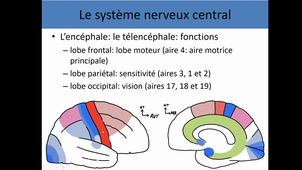 UE4 anatomie générale du système nerveux 3