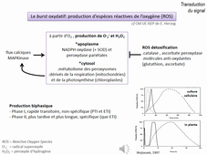 ISEP_Phytopath_Audio4