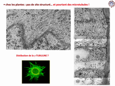 fin audi CM2 microtubules