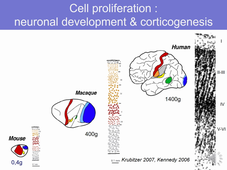 JMN-M1 Fundamentals in Neuroscience Lelievre's lecture episode2