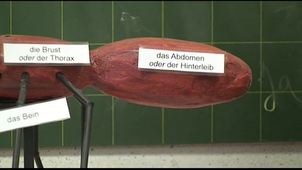 Enseigner les sciences au CM2 bilingue français-allemand - La démarche d'investigation