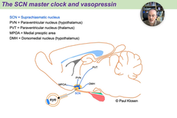 10 - Suprachiasmatic Clock.mp4