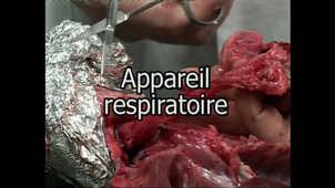 SVT 11 Dissection : Intégration des fonctions de nutrition - la dissection de l'appareil digestif du lapin pour comprendre l'appareil digestif de l'homme, 1er degré, version enseignant