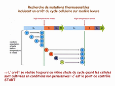 V3 MRC 2/5 cycle cellulaire Schmit