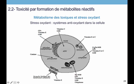 TCM_3_Toxicodynamie (2).mkv