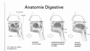 La déglutition (Partie 2)