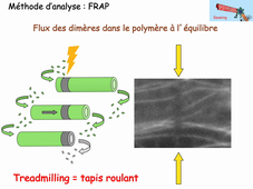 Dynamiques/Régulations Cellulaires et tissulaires L3S5 CM4 Schmit