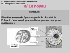 La cellule