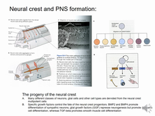 JMN-M1S1_fundementals in Neuroscience_lelievre's lecture_episode4