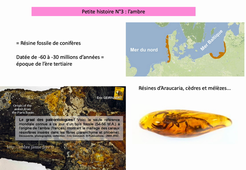 L1DMV plantes-3-histoire de l'ambre