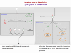 Viro fin partie 2