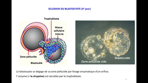 3eHeure-L1SpS-Segmentation