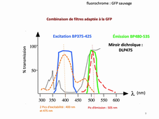 Microscopie et Régulations Cellulaires Cours N°6 Schmit