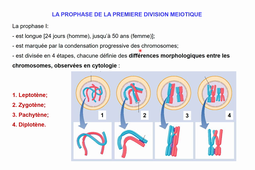 2.La méiose-ORTHOPTIE