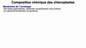 L1_BBC_Chloroplastes