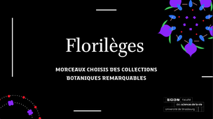 Florileges-morceaux-choisis-des-collections-botaniques-remarquables.mp4