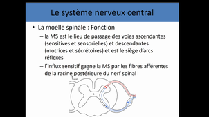 Anatomie générale système nerveux