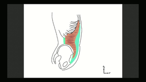 UE App. Digestif A2 - muscles de la paroi