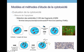 TCM_5_Modèles et méthodes d'étude de la cytotoxicité (2).mkv
