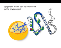 Einführung in die Epigenetik