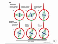 JMN-M1 -fundamentals in neuroscience- Lelievre's lectures -episode3