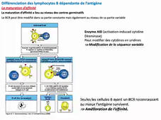 CoursImmunitéAdaptative-fin-audio.mov