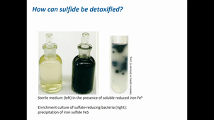 The sulfur cycle, the Winogradsky column, microbial transformation of minerals, the iron cycle