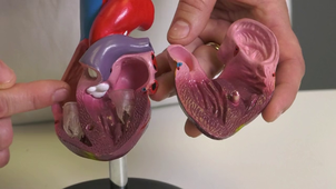 SVT 06 Dissection : Intégration des fonctions de nutrition - la circulation sanguine, l'observation d'un modèle de cœur de humain, 2nd degré