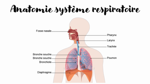 Anatomie système ventilatoire + ventilation pulmonaire + Echange gazeux (Partie 1)