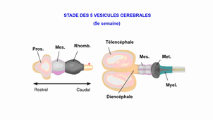 4. Le développement de l'encéphale-ORTHOPTIE 