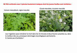 L1DMV plantes-2-histoire des fougères