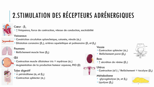 Système nerveux autonome et cibles pharmacologiques (6PH1/Hormones 9)