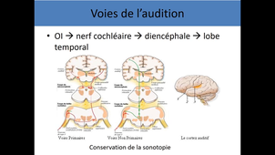 Organes des sens - suite