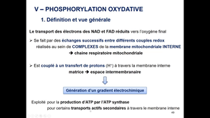 Mitochondrie 2025 Cours 1 + 2