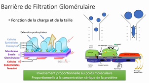 Les protéïnes urinaires