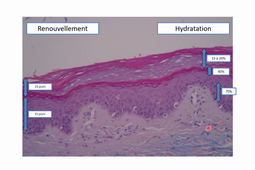 Fonctions de la peau