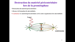 Mitose viville 25/26