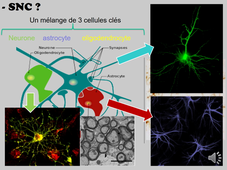 L1S1_defis de la biologie_LELIEVRE_episode 1 