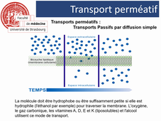 La cellule (1)