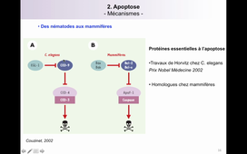 TCM_4_Mort cellulaire (2).mkv