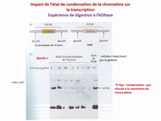 Fin partie 1 expression des gènes et son contrôle