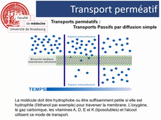 La cellule : Le transport transmembranaire