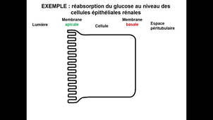 Cours GENY 28/04/25